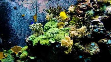 海洋水下海洋环境与海洋水族馆中的黄唐鱼